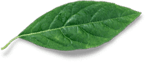 leaf free img