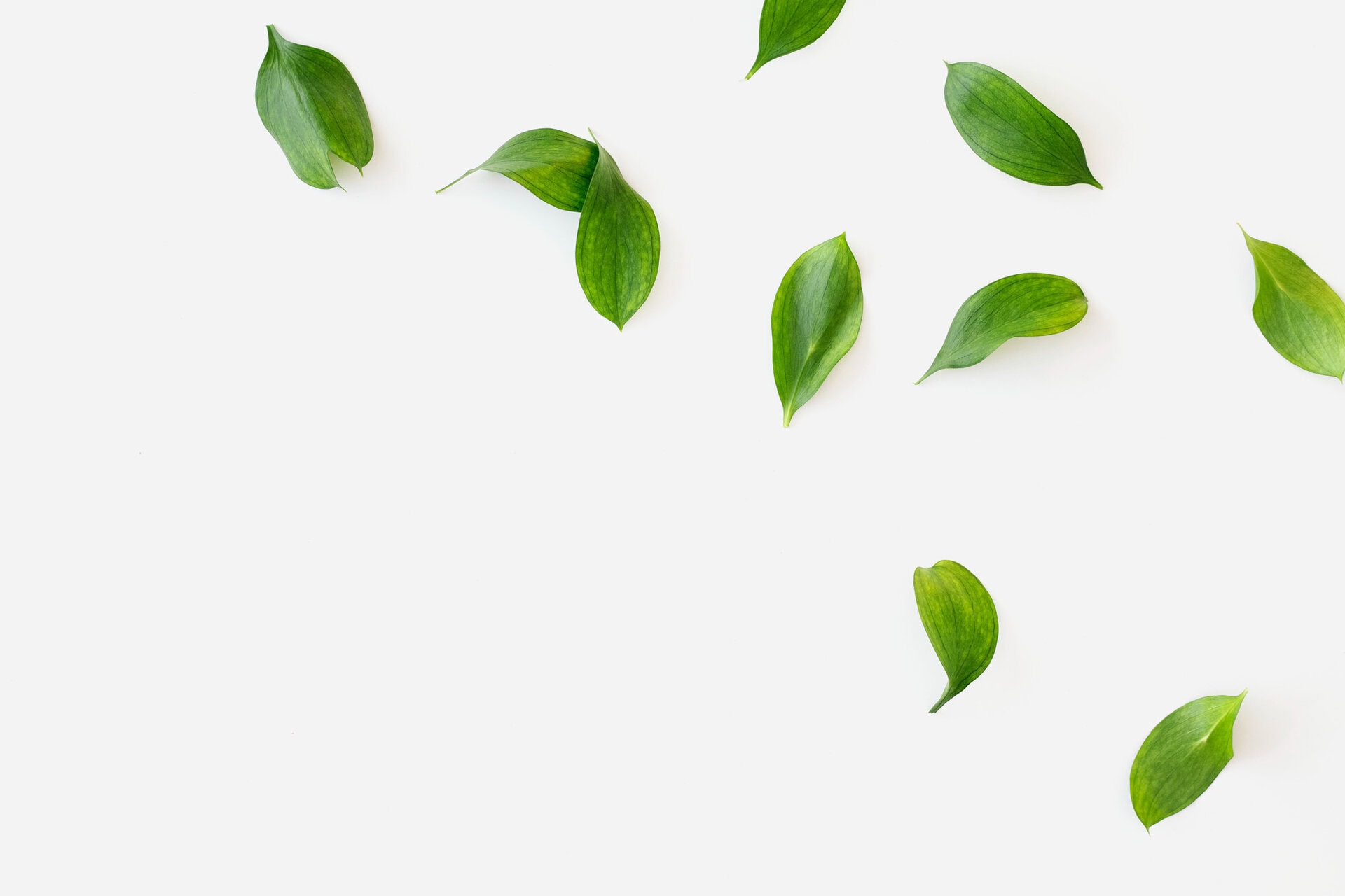 leaves review bg